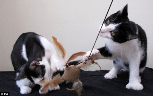 两只小猫长出数个多余脚趾 能牢抓玩具球(组图