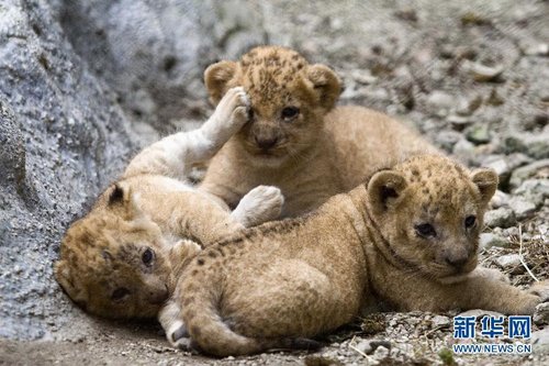 哥伦比亚圣菲动物园里的三只小幼狮!