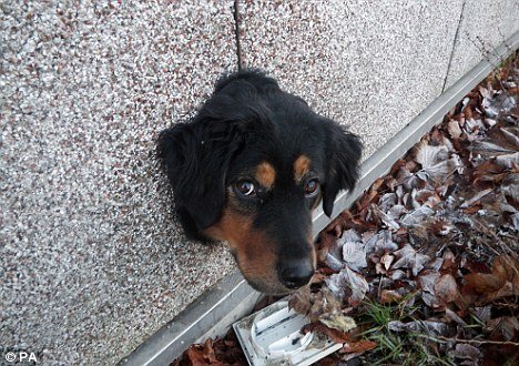 英国宠物狗脑袋卡墙洞 主人照顾不周被处罚(组