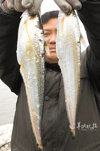 温州财经网 即时新闻 正文       长江刀鱼和鲥鱼,河豚并称为长江三鲜