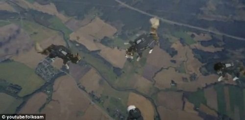 瑞典公司拍摄猫咪跳伞广告 被指虐待动物(图)