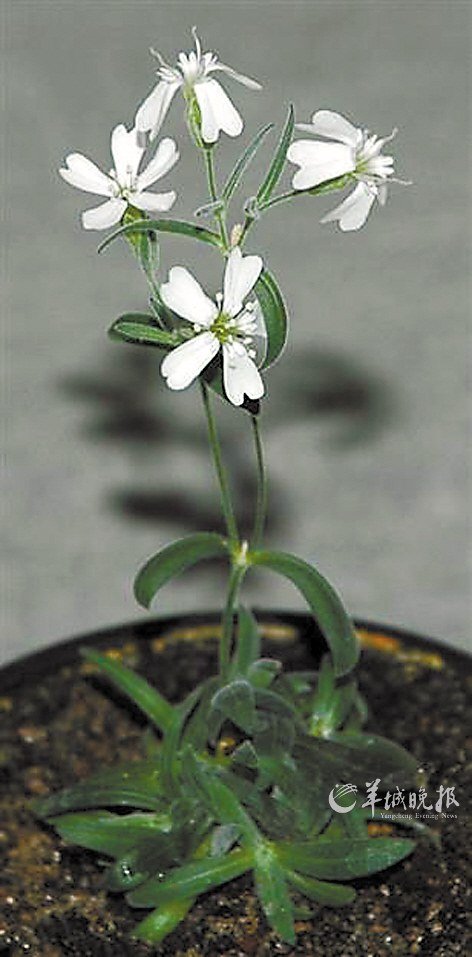 老种子沉睡3万多年"苏醒"开花(图)