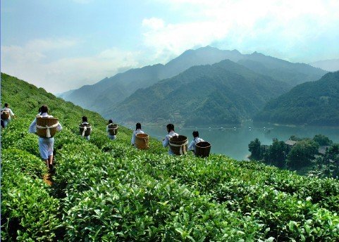 刘新安:在黑茶中寻找文化的世界