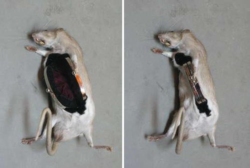 英国艺术家将各种动物死尸制成时尚饰品_财经_腾讯网