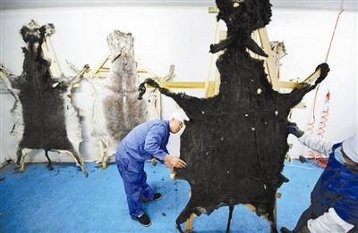 阿胶价格暴涨一斤5000元 中国“满世界找驴”