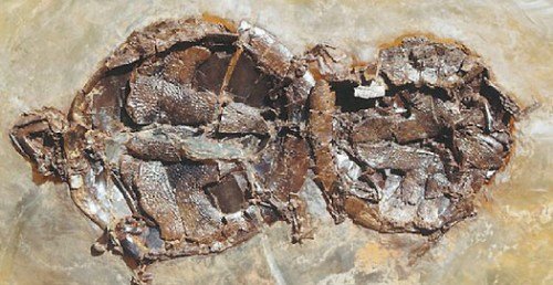 4700万年前乌龟交配化石出土 维持交配姿势(图