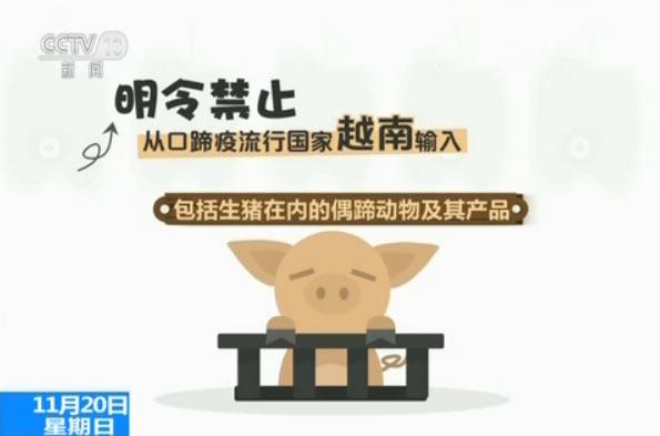 央视揭秘越南生猪走私利益链：1天上万头偷渡中国