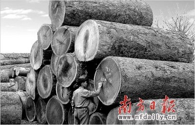 鱼珠木材指数:中国木材市场定价标杆