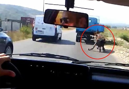 黑山共和国一农民开车拖活驴 或被罚1万英镑(