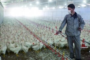 禽流感伤不起 家禽养殖业损失超170亿