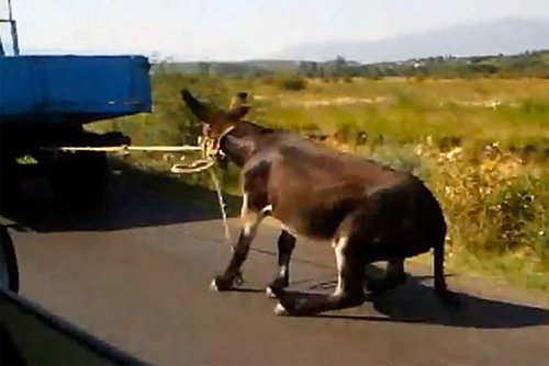 黑山共和国一农民开车拖活驴 或被罚1万英镑(
