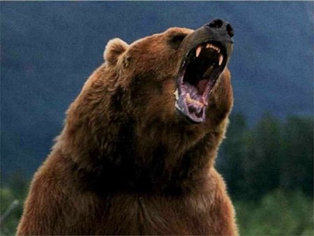 美国一男子在国家公园内被熊杀死啃食(图)