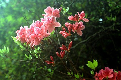 炎陵云锦杜鹃花户外旅游节4月13日温暖来袭