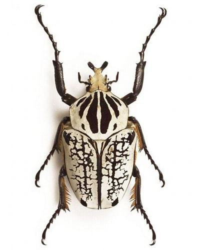 其形体特点一直保持到现在,是整个自然界最大的昆虫,其中有的重达七八