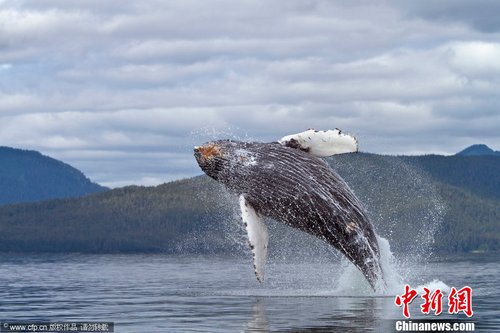 海洋巨兽身轻如燕 座头鲸一展后空翻