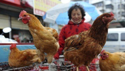 H7N9影响禽养殖业千万人生计 产业两周损失6