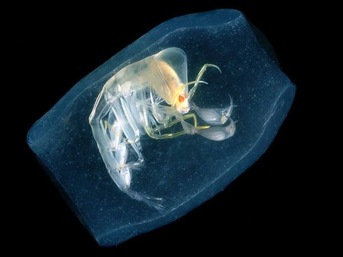 首次海洋物种普查完成 海里有23万种生物(组图