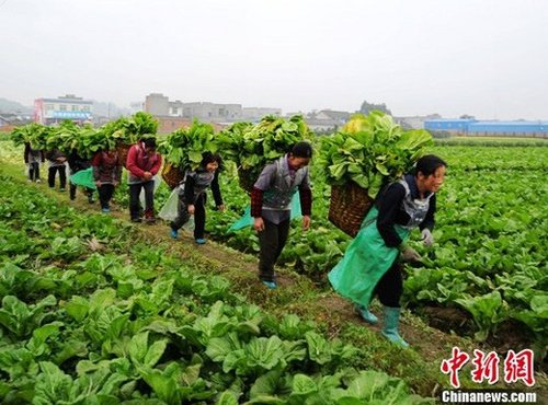 四川眉山东坡区三苏乡万亩核心蔬菜示范基地的青菜进入收获季节,当地