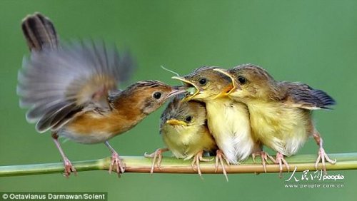摄影师抓拍大鸟给小鸟喂食的精彩瞬间(图)