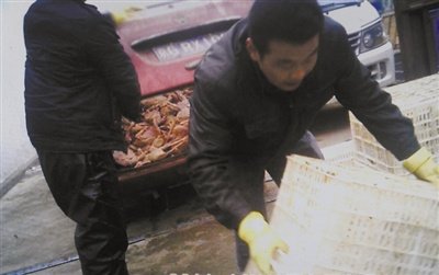 北京一屠宰场销售病死鸡注水鸡 车间充满恶臭
