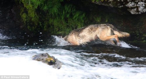 高清组图:摄影师拍到狼模仿熊抓鱼照片
