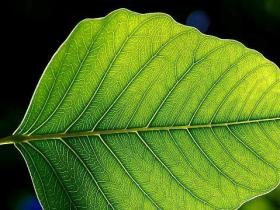 背景 壁纸 绿色 绿叶 树叶 植物 桌面 280_210