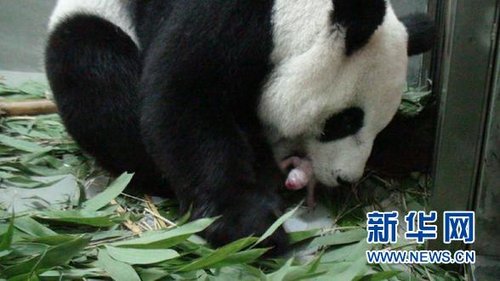 熊猫宝宝圆仔的成长日记:想念妈妈温暖的怀抱