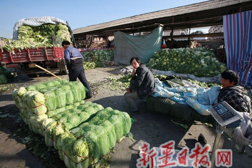 菜商在吐鲁番蔬菜批发市场等待批发白菜
