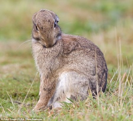 兔子的耳朵为什么耷拉在一边 89247937.jpg