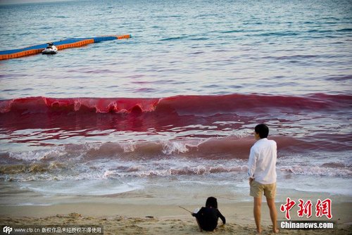 深圳大梅沙再现大面积赤潮 海水变红