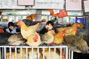 深圳活禽 市场遇冷_财经_腾讯网