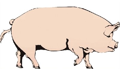 养一头猪亏200余元_财经_腾讯网