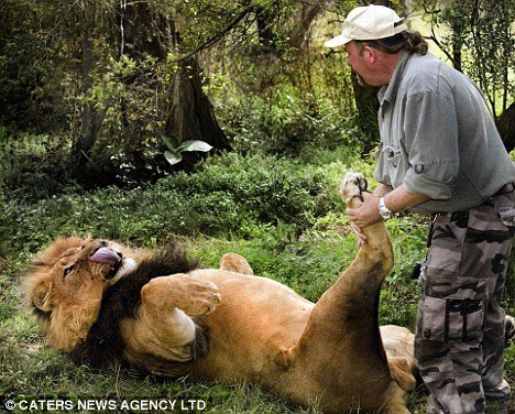 英国动物饲养员给雄狮做足底按摩(组图)