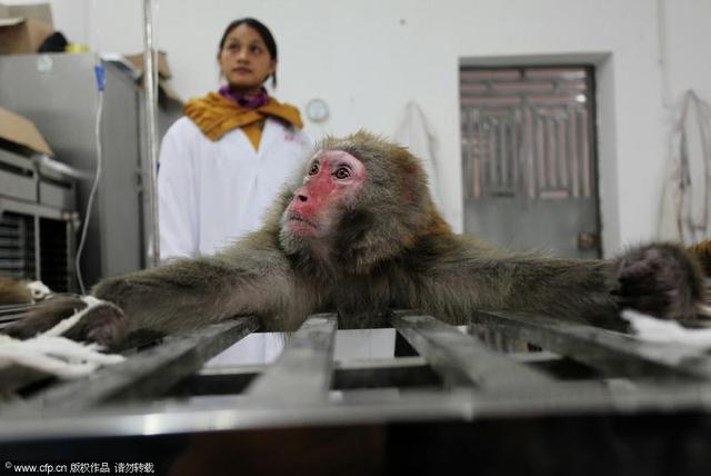 美国用猴子做收入分配实验，结果令人震撼