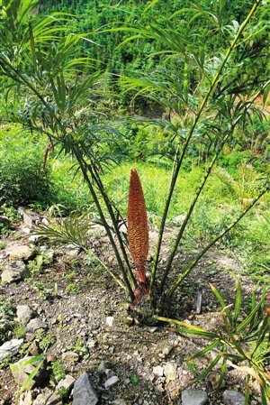 深圳生态扶贫 德保苏铁回家