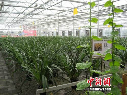 中国西南最大农产品交易所在北川投入运营
