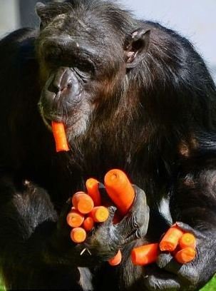 摄影师抓拍德国动物园黑猩猩偷食胡萝卜(图)