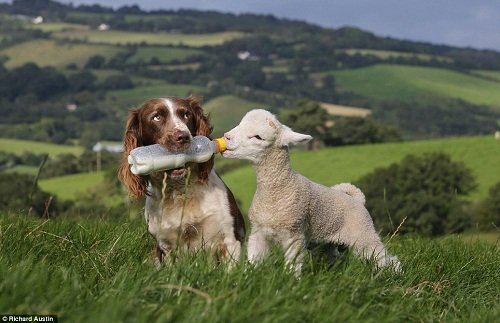 热心牧羊犬当"奶妈" 叼奶瓶给小羊羔喂奶(图)