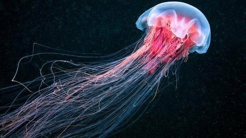 世界上最长的水母