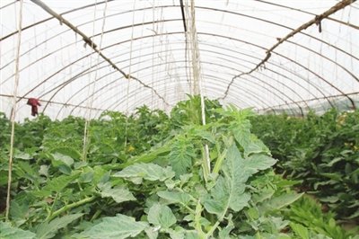 永宁试水智慧农业