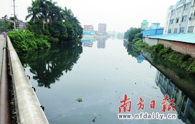 13日,在东莞中堂镇蕉利河涌,因污染严重河涌水已变黑发臭.