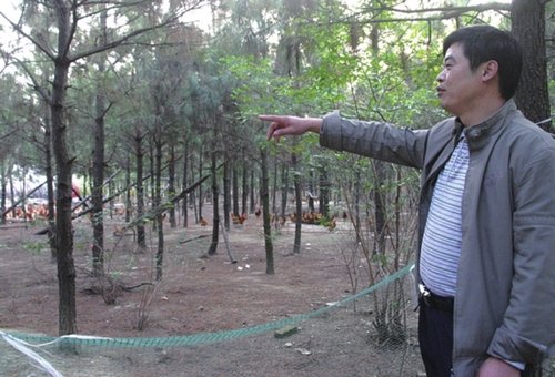 鸡蛋养苍蝇全是喂了鸡(图)