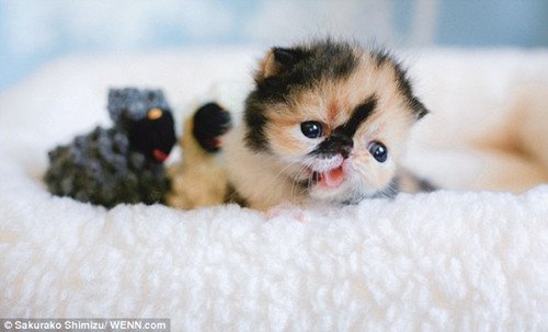 世上最萌异国短毛猫亮相 最爱泡泡浴(组图)_财经_腾讯网