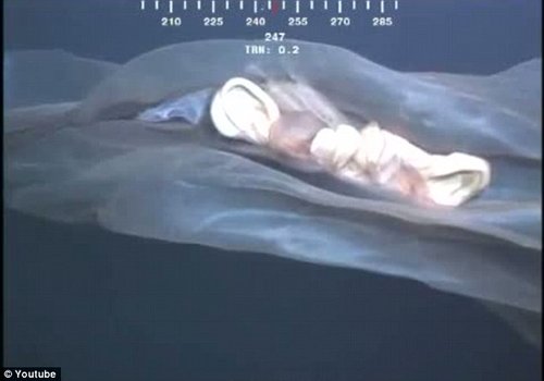 罕见水母抑或鲸胎盘? 深海水下摄像机拍到神秘漂浮物