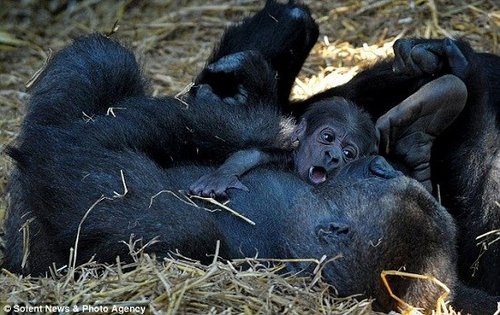 大猩猩妈妈逗幼崽挠其小脚丫 母子温情互动(图