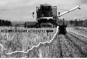 两月暴涨八成 小麦期货体验俄罗斯高温