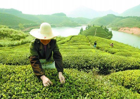 工钱翻倍仍招不到采茶工 金华茶农选择性抛荒