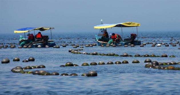 干货:假如獐子岛买了水产养殖险