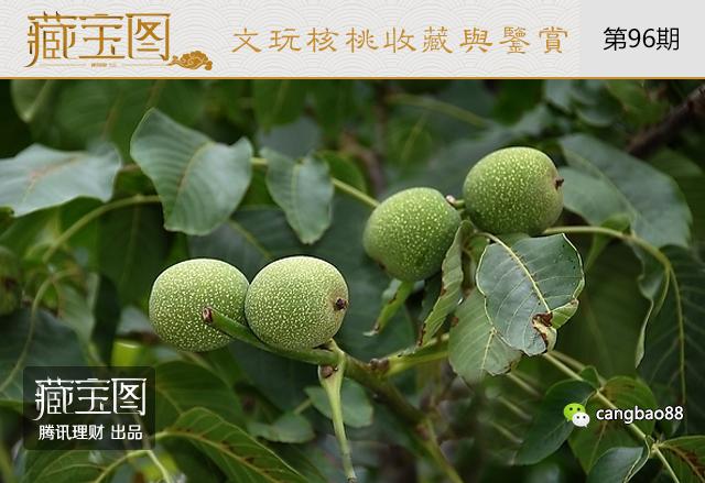 价格暴跌十倍！文玩核桃现在还有收藏价值么？