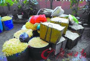 黑作坊日产两千斤毒豆芽 所添激素或致儿童早熟